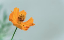 Nhìn số cuối ngày sinh Âm lịch, nhiều người bất ngờ về vận mệnh tuổi già