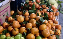 Một loại cam Trung Quốc đổ bộ chợ Việt giá rẻ bèo, được người tiêu dùng ưa chuộng