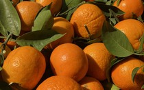 Tiểu thương “hé lộ” về nguồn gốc của một loại cam quen thuộc được người tiêu dùng Việt tiêu thụ mỗi ngày