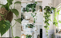 Loại cây trồng trong phòng ngủ giúp an thần, lọc không khí