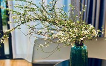 Cách cắm hoa tuyết mai đẹp trang trí nhà cửa Tết 2026