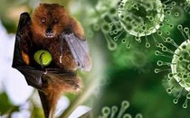 Bộ Y tế yêu cầu siết chặt an toàn thực phẩm phòng bệnh do vi rút Nipah