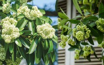 Dốc hết tiền mua nhà gần một năm mới tìm được nơi ưng ý, tôi chết dở vì một thứ trước cửa