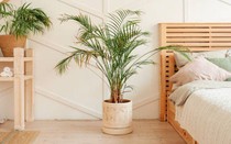 Loại cây nhả oxy vào ban đêm, giúp phòng ngủ thêm phần sinh động lại giảm căng thẳng hiệu quả