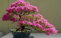 Cách xử lý hoa giấy ra hoa đúng dịp Tết 2027