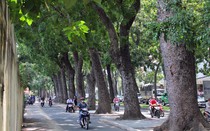 Từ hôm nay, Hà Nội cấm trồng 18 loại cây nguy hại, ưu tiên 33 giống thích ứng