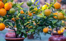 Ý nghĩa cây quất ngày Tết không phải ai cũng biết