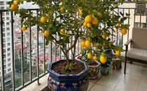 Bí quyết trồng chanh trong chậu sai quả, phong thủy tài lộc quanh năm