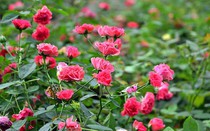 Loài hoa mang lại năng lượng tích cực, thu hút tài lộc và giúp gia chủ gặp nhiều thuận lợi trong công việc và cuộc sống