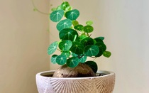 4 loại cây đặt phòng khách dễ trồng vừa đẹp hiện đại, vừa hút tài lộc ai cũng nên có