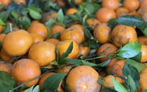 Quýt sim cuối vụ ngọt lịm, vỏ mỏng dính, giá rẻ, tiểu thương nhập hàng liên tục bán không nghỉ tay