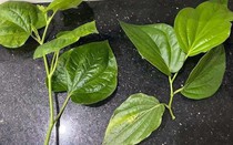 Cư dân mạng 'lú diện rộng' vì 2 loại lá quen thuộc: 10 người đoán thì 9 người nhầm