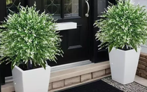 Vì sao nhà giàu thường đặt 2 chậu cây trước cửa?