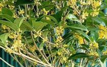 Loài cây quý như vàng, hút tài lộc, bình an, gọi may mắn về nhà