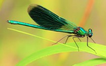 Ngày sinh Âm lịch của người sống lạc quan, tích cực, trung niên phát tài