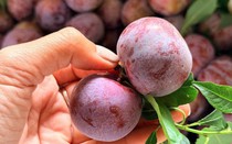 Một loại mận đặc sản vùng Tây Bắc có giá cao gấp 10 lần mận thường, được nhiều người tiêu dùng không ngớt lời khen