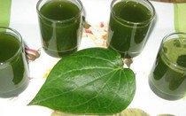 Ăn lá lốt tốt cho sức khỏe, đặc biệt người đau lưng, sưng khớp gối, bàn chân tê buốt