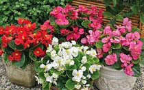 Không khí trong nhà bị ô nhiễm, hãy trồng ngay loại cây này để bảo vệ sức khỏe