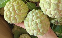 Loại quả đang vào mùa ngon nhất, tốt cho tim mạch và huyết áp, biết 4 mẹo này sẽ chọn được quả ngọt thơm