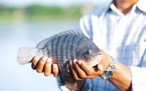 Loại cá 'rẻ bèo' bán đầy chợ Việt có tỷ trọng xuất khẩu 6 tháng đầu năm đạt triệu USD, trở thành món sushi tại Nhật Bản