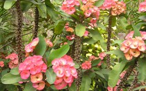 Hoa đẹp đến mấy cũng chớ cắm tháng 7 âm lịch nếu không muốn rước xui xẻo