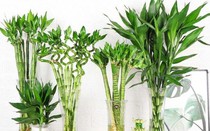 Lý do bàn thờ Thần tài đặt dưới đất và số lượng cây phát tài nên có trong tháng 7 âm