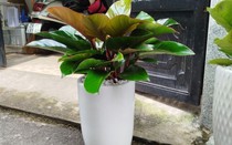 Người mệnh này trồng cây trầu bà, tài lộc nhân đôi, tiền vào như nước chẳng lo nghèo khó