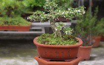 Loại cây phong thủy tỏa hương quanh năm, giúp trấn giữ long mạch được săn lùng