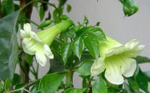 Cây hạnh phúc nở hoa báo hiệu điều gì? Mệnh nào trồng để lộc đổ về nhà?