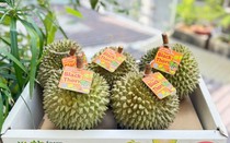 Một loại sầu riêng giá tiền triệu/quả nhưng không phải ai cũng có cơ hội thưởng thức
