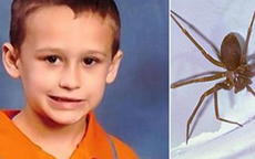 Bé 5 tuổi thiệt mạng vì bị nhện cắn ngay trong nhà