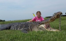 Bé 10 tuổi đi săn được cá sấu khổng lồ