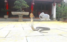 Vượng râu hoảng hốt khi thấy rắn hổ mang xuất hiện ở phủ thờ