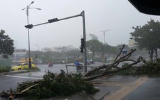 Nhiều cây xanh trên đường phố Đà Nẵng ngã đổ dù bão chưa đổ bộ