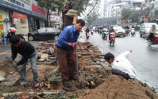 Cách chức, giáng chức nhiều cán bộ vụ chặt cây xanh ở Hà Nội