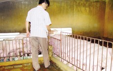 Kinh ngạc loại “thuốc” vỗ lợn tăng 30- 40kg/tháng