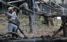 Vườn thú bán hoang dã lớn nhất Việt Nam mở cửa