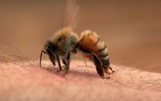 Hải Phòng: Nhiều người tử vong vì bị ong đốt