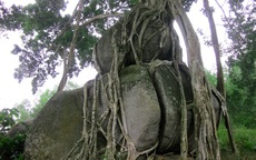 Cây sanh ngàn tuổi độc đáo trở thành cây di sản Việt Nam