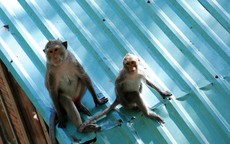 Chuyện vui buồn về ngôi chùa nuôi khỉ độc đáo ở Việt Nam