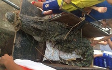 Bắt được cá sấu hơn 70kg ở hồ câu nổi tiếng Hà Nội