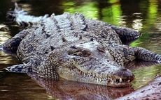 Tìm thấy thi thể nữ du khách trong bụng cá sấu dài 4,3m