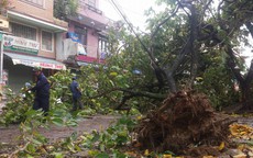 Nhiều cây xanh ở Huế ngã đổ sau bão số 4