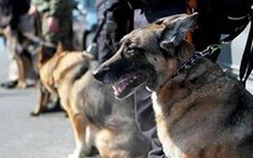Tiết lộ về đội chó nghiệp vụ bảo vệ Tổng thống Mỹ công du