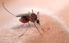 Dấu hiệu nhận biết cơ thể đang mắc virus Zika