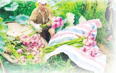 Kỳ nhân chè sen số 1 Hà Thành: Hái 2.000 bông hoa để ướp 1 cân chè