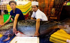 Cận cảnh cặp cá "khủng" giá 400 triệu đồng phục vụ đại gia Sài Gòn
