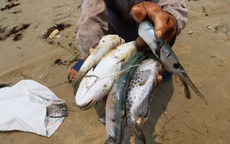 Các giải pháp ứng phó với hải sản chết bất thường tại 4 tỉnh miền Trung