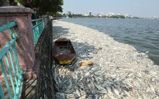 Hơn 70 tấn cá chết ở hồ Tây được tiêu hủy