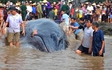 Hơn 7 giờ nỗ lực của ngư dân Nghệ An đưa cá voi khổng lồ trở về biển